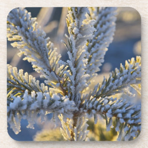 Frost on evergreen tree, Homer, Alaska Beverage Coaster