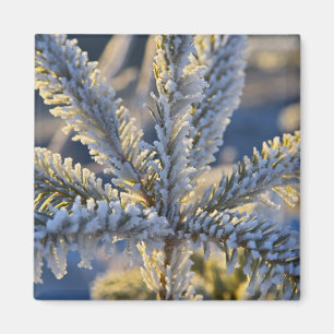 Frost on evergreen tree, Homer, Alaska Magnet