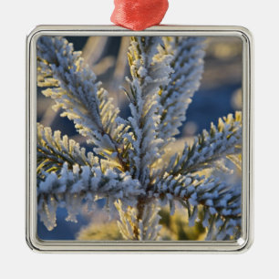 Frost on evergreen tree, Homer, Alaska Metal Ornament