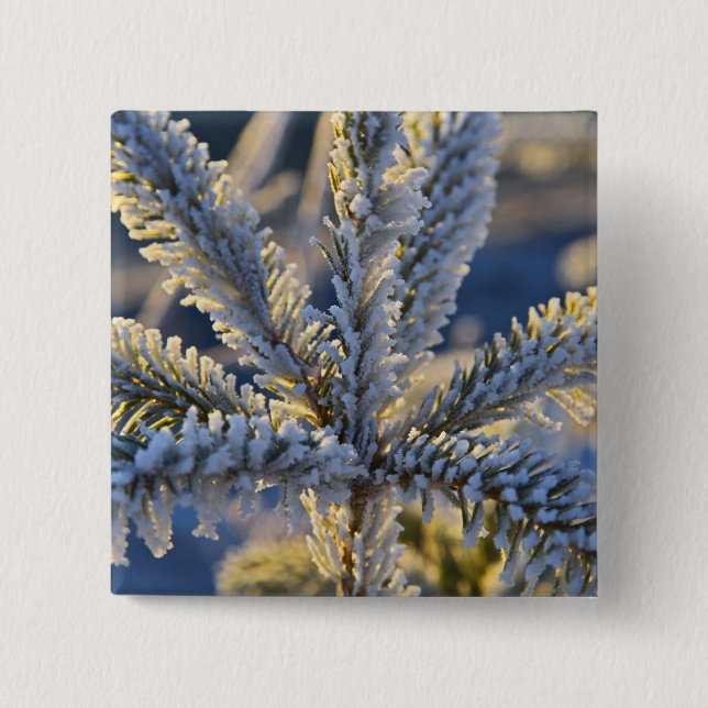 Frost on evergreen tree, Homer, Alaska Pinback Button (Front)