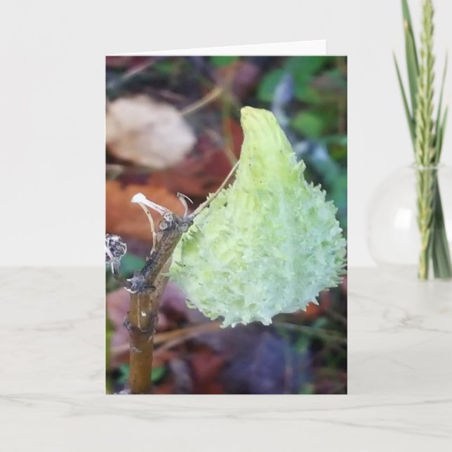 Frost on Milkweed Pod Blank Card (Front)