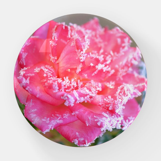 Frost Pink Rose Snow Ice Crystal Glass Paperweight (Front)