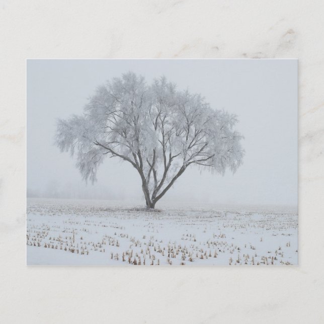 Frost Upon a Lonely Tree Postcard (Front)
