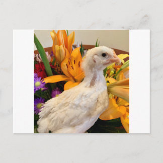 frost white legbar postcard