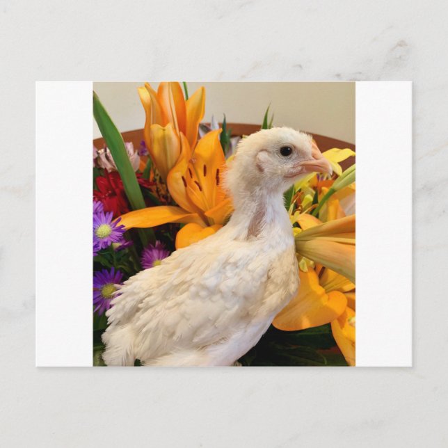 frost white legbar postcard (Front)