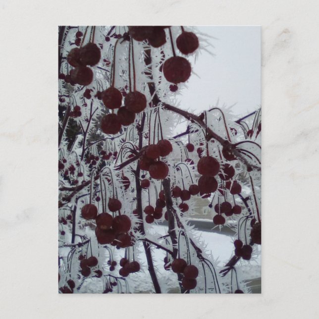 Frosted berries duluth ave holiday postcard (Front)