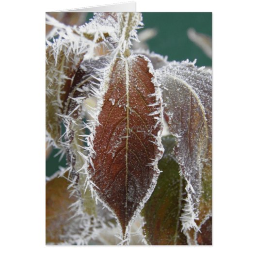 Frosted Leaves Cards (Front)