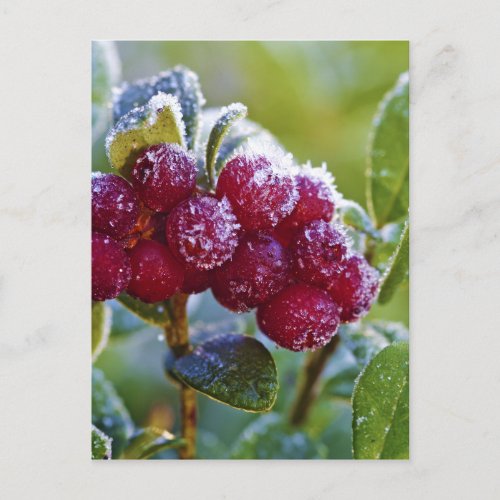 Frosted lingonberries postcard