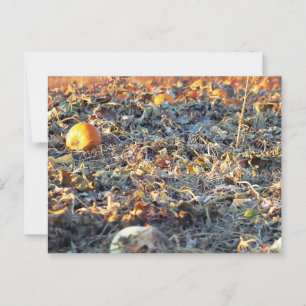 Frosted Pumpkin Patch  Postcard