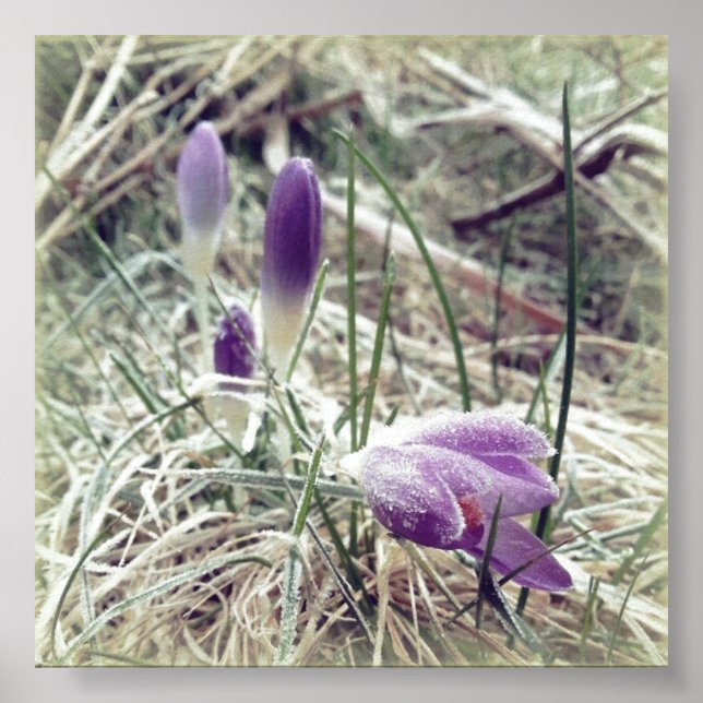 Frosted spring crocus flowers poster (Front)
