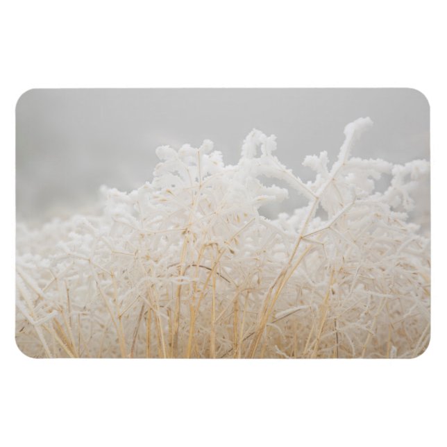 Frosted Winter Grasses Magnet (Horizontal)