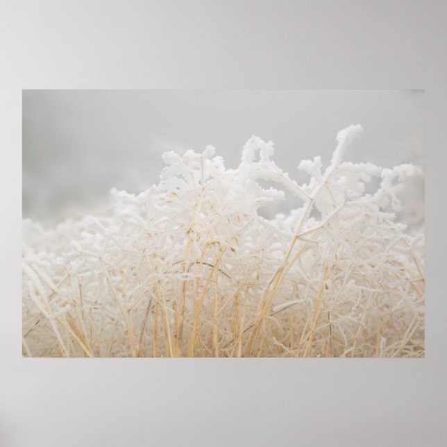 Frosted Winter Grasses Poster (Front)