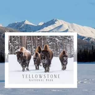 Frosty Bison on Snowy Road, Yellowstone NP, WY Postcard