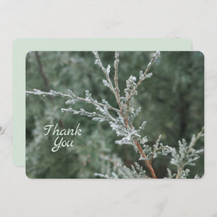 Frosty Evergreen Christmas Nature Photo Thank You Card