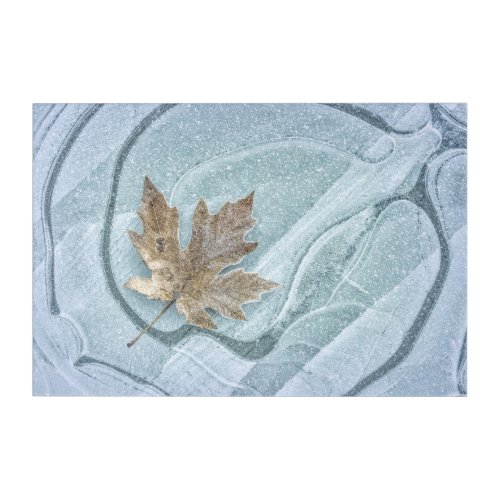 Frosty Maple Leaf Frozen on Ice Acrylic Print