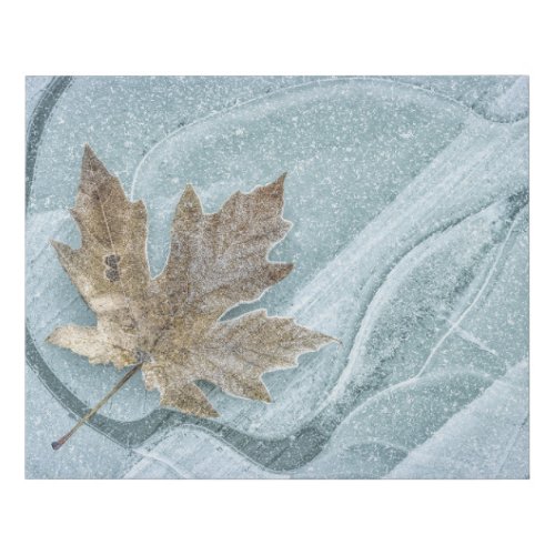 Frosty Maple Leaf Frozen on Ice Faux Canvas Print