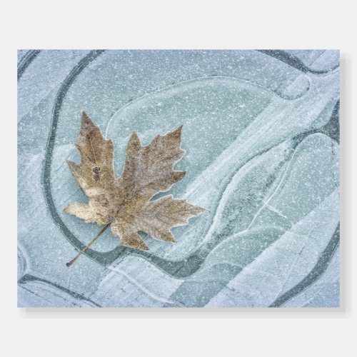 Frosty Maple Leaf Frozen on Ice Foam Board