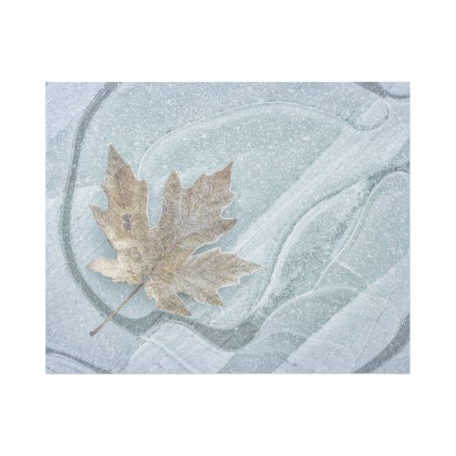 Frosty Maple Leaf Frozen on Ice Gallery Wrap