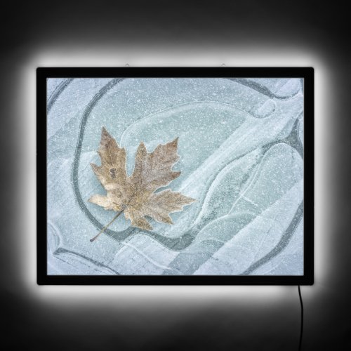 Frosty Maple Leaf Frozen on Ice LED Sign