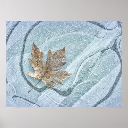 Frosty Maple Leaf Frozen on Ice Poster
