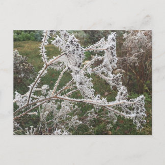 Frosty Morning Garden Postcard