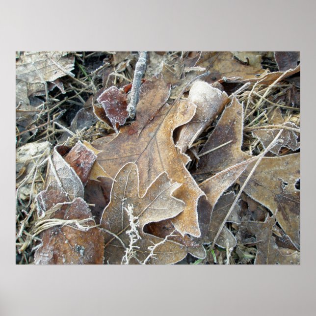 Frosty Morning Leaves Poster (Front)