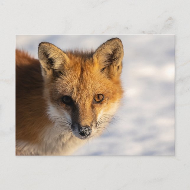 Frosty Nose Fox     Postcard (Front)