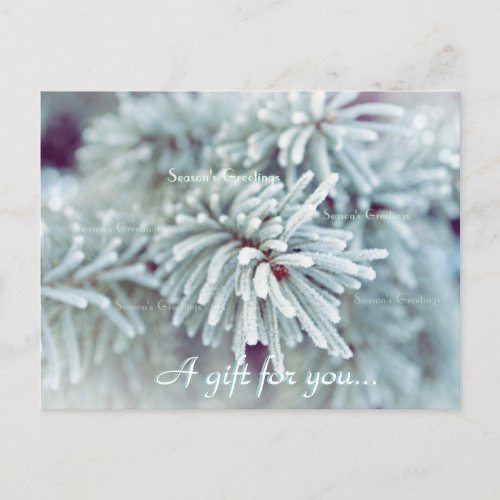 Frosty Pine Bough Holiday Gift Certificate Postcard