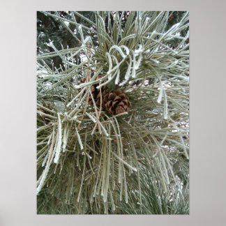 Frosty Pine Poster