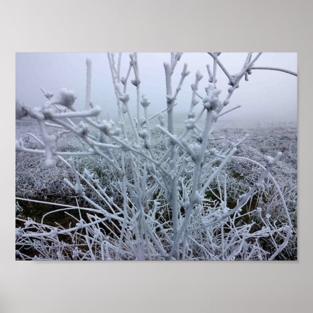 Frosty Plants Winter Landscape Poster (Front)