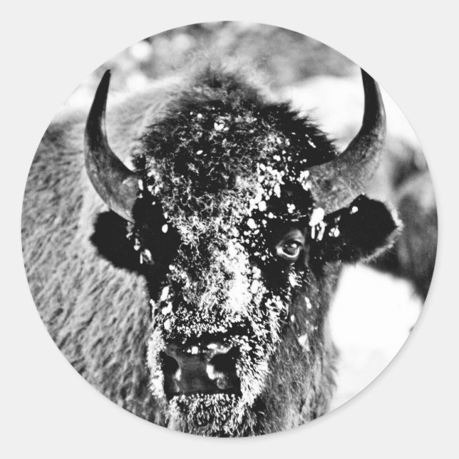 Frosty Yellowstone Bison Classic Round Sticker (Front)