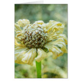 Frosty Zinna (Front)