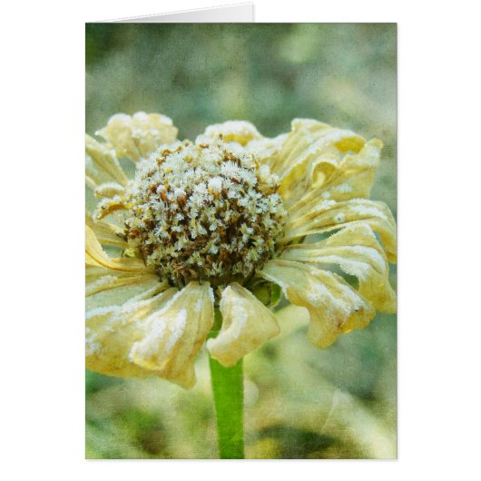 Frosty Zinna Cards (Front)