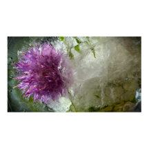 Frozen Blossoms,