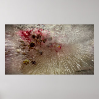 Frozen Blossoms, Poster