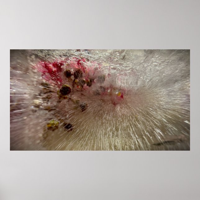 Frozen Blossoms,  Poster (Front)