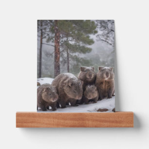 Frozen Burrow: Australian Wombat Family, Picture Ledge