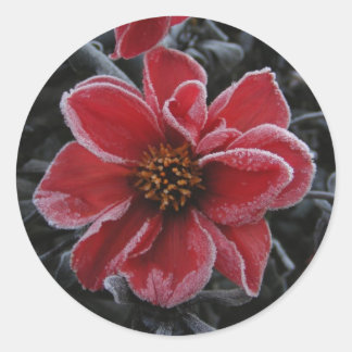 Frozen Dahlia 64 ~ sticker