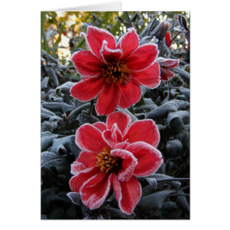 Frozen Dahlia 65 ~ card