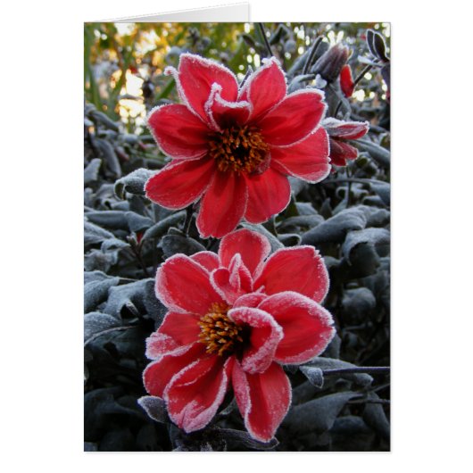Frozen Dahlia 65 ~ card (Front)