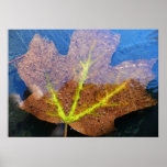 Frozen Fall Maple Leaf Late Autumn Nature Poster