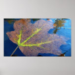 Frozen Fall Maple Leaf Late Autumn Nature Poster