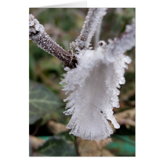 frozen feather cards (Front)