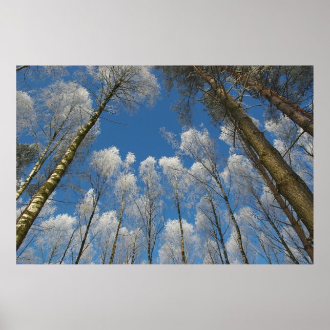 Frozen forest poster (Front)