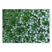 Frozen Greens (Front Horizontal)