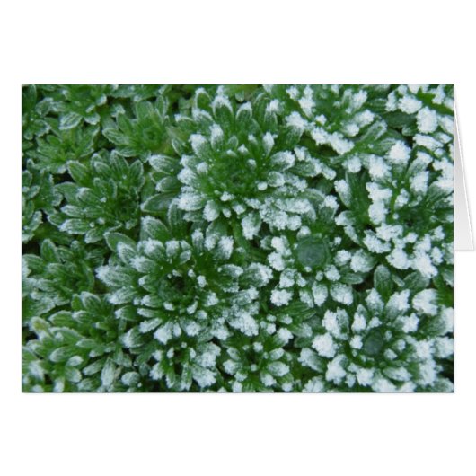 Frozen Greens Cards (Front Horizontal)