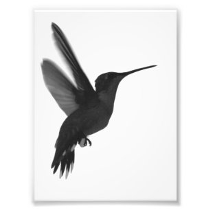 black and white photography hummingbird