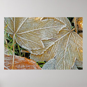 Frozen Maple Poster