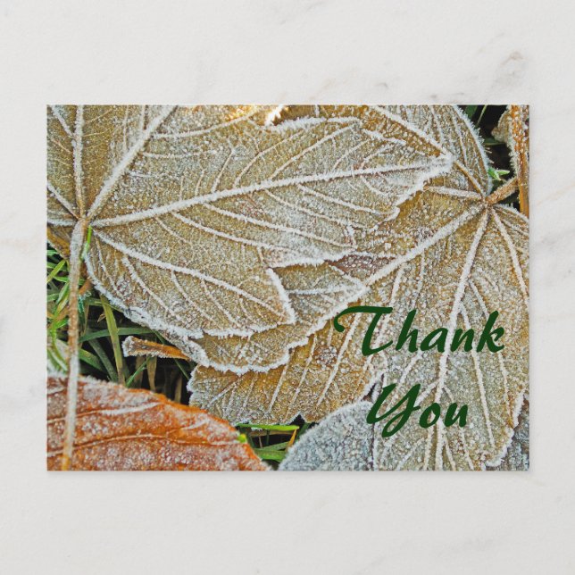 Frozen Maple Thank You Postcard (Front)
