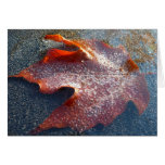 Frozen Red Maple Leaf Late Autumn Nature